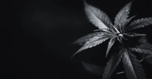 Texas Marijuana Laws 2026 cannabis leaf image for possession and THC charge article