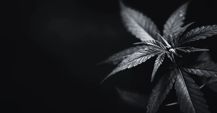 Texas Marijuana Laws 2026 cannabis leaf image for possession and THC charge article